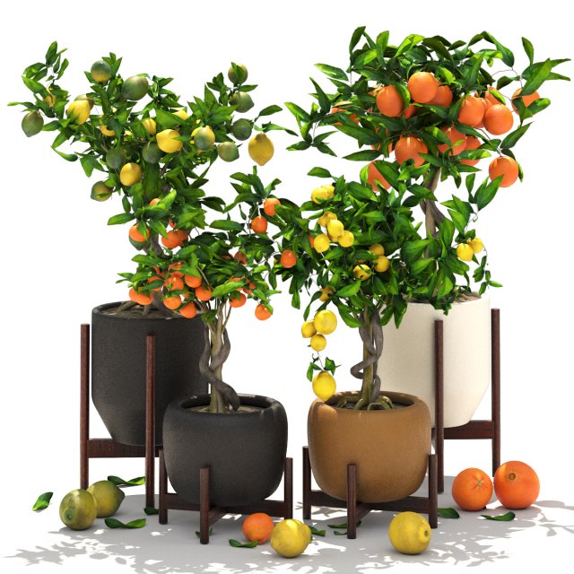 Collection of plants 002 lemons and oranges trees 3D Model .c4d .max .obj .3ds .fbx .stl .blend 