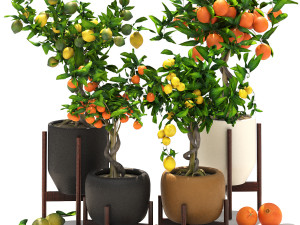 Collection of plants 002 lemons and oranges trees 3D 模型