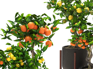 Collection of plants 002 lemons and oranges trees 3D Model