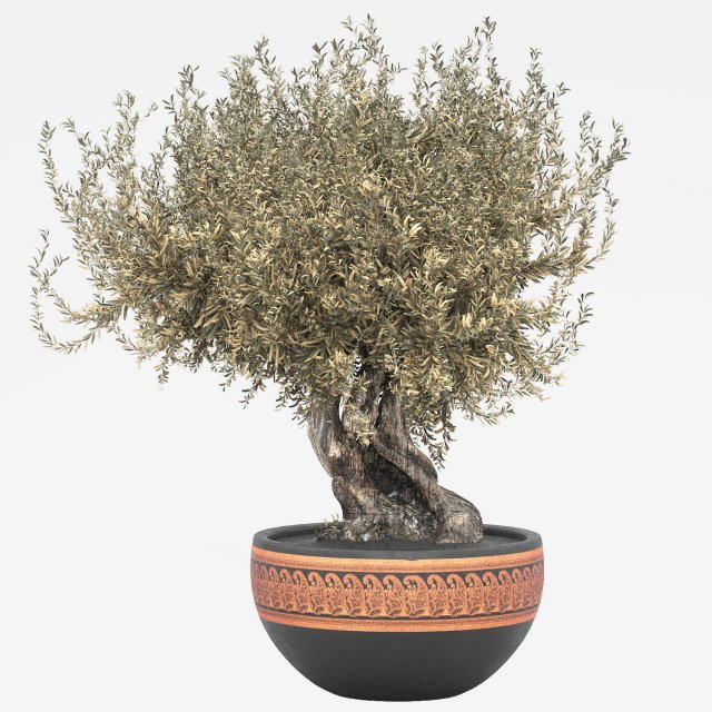 Olive tree in pot 3D Model .c4d .max .obj .3ds .fbx .stl .blend 