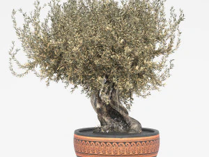 गमले में जैतून का पेड़ 3D मॉडल