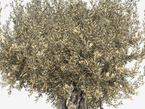 Olive tree in pot 3D Model