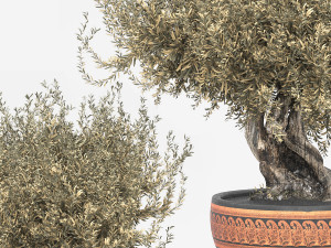 Olive tree in pot 3D Model