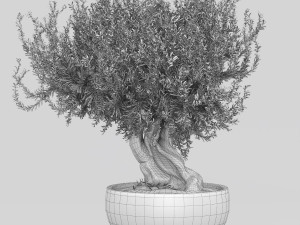 Olive tree in pot 3D Model