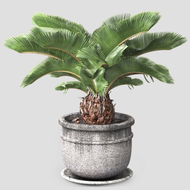 Sago palm tree 3D Model .c4d .max .obj .3ds .fbx .stl .blend 