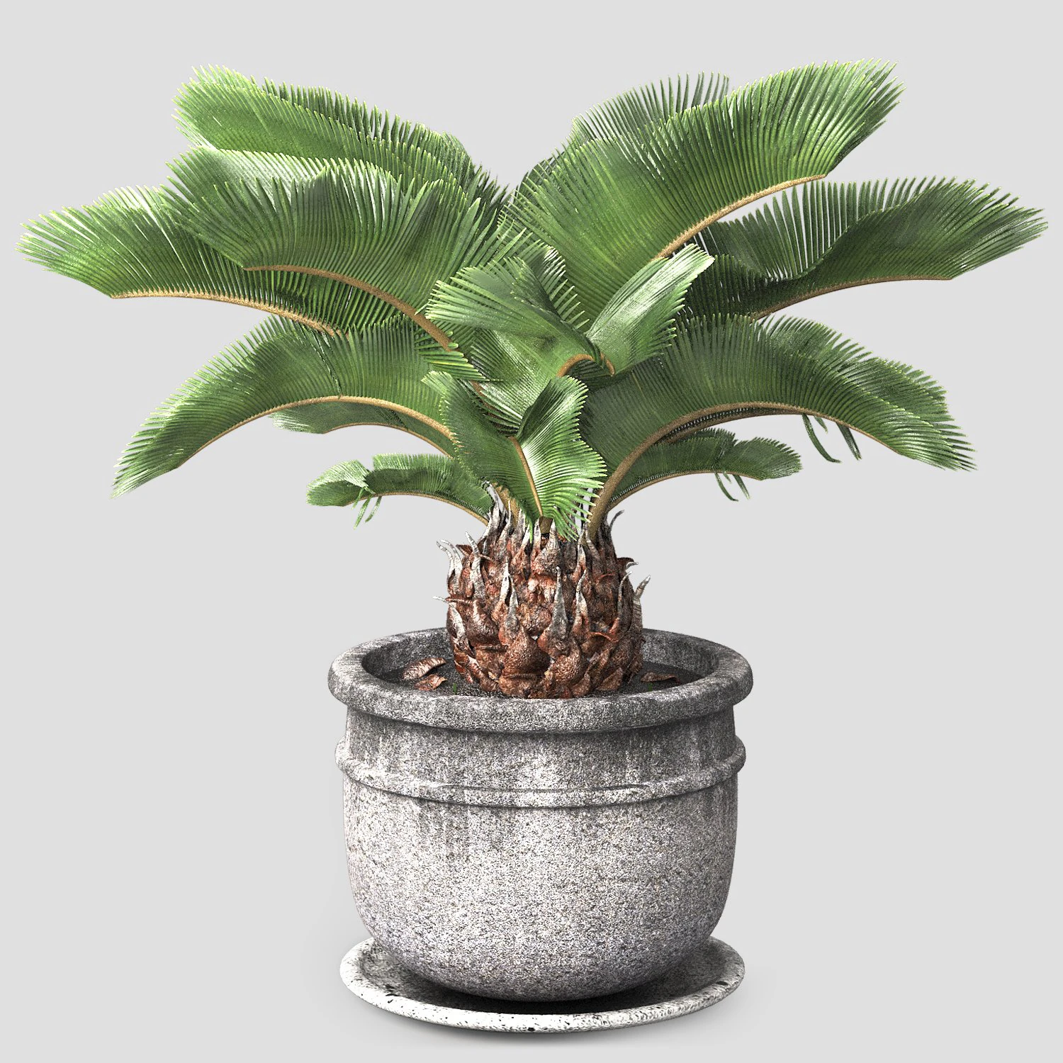 Sago palm tree 3D Model .c4d .max .obj .3ds .fbx .stl .blend 