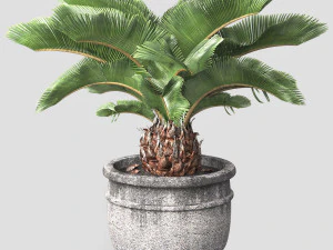 साबूदाना का पेड़ 3D मॉडल