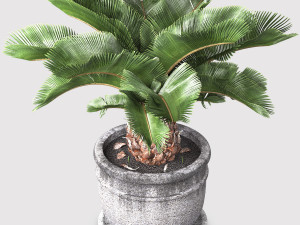 Sago palm tree 3D Model