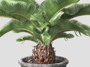 Sago palm tree 3D Model