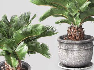 Sago palm tree 3D Model