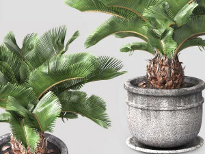 Sago palm tree 3D Model