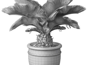 Sago palm tree 3D Model
