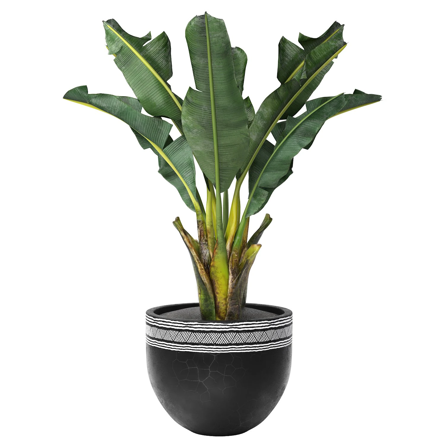 Tropical indoor plant tree 3D Model .c4d .max .obj .3ds .fbx .stl .blend