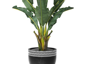 Tropical indoor plant tree Model 3D