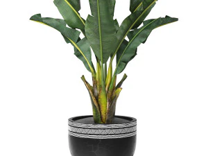 熱帯の屋内植物の木 3Dモデル