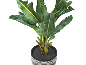 Tropical indoor plant tree Modelo 3D