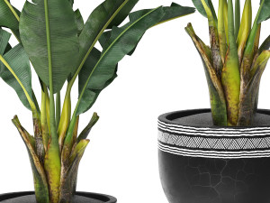 Tropical indoor plant tree Modelo 3D