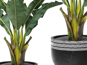Tropical indoor plant tree 3D Model