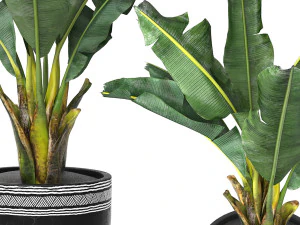 Tropical indoor plant tree 3D Model