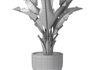 Tropical indoor plant tree 3D Model