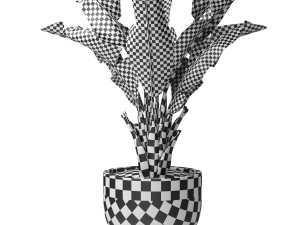 Tropical indoor plant tree Modelo 3D