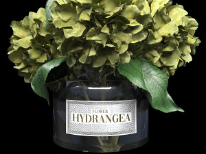 Bouquet of hydrangea Model 3D