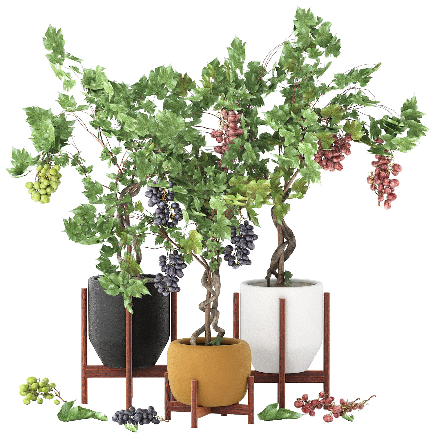 Pots of grapes trees 3D Model .c4d .max .obj .3ds .fbx .stl .blend