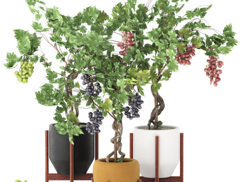 Pots of grapes trees 3Dモデル