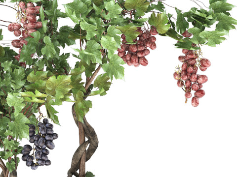 Pots of grapes trees 3D मॉडल