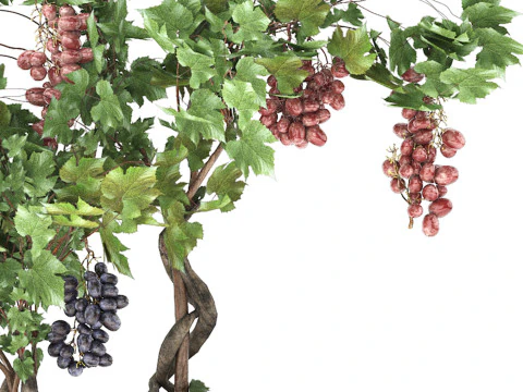 Pots of grapes trees 3D Model