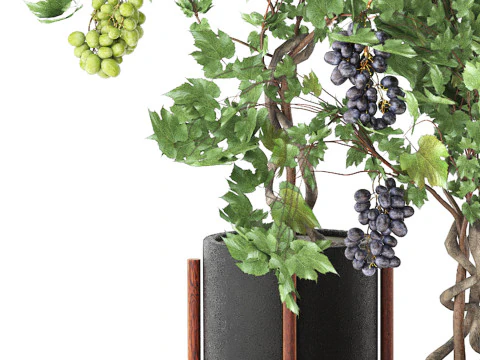 Pots of grapes trees 3D Model