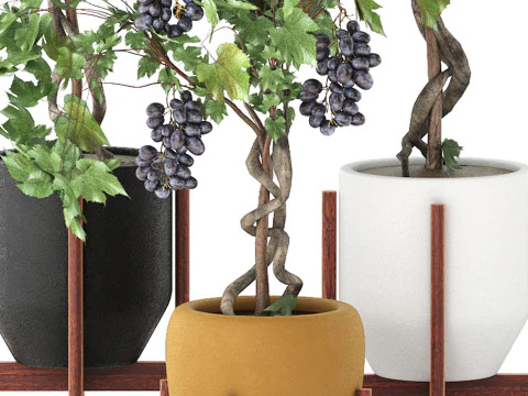 Pots of grapes trees 3D Model