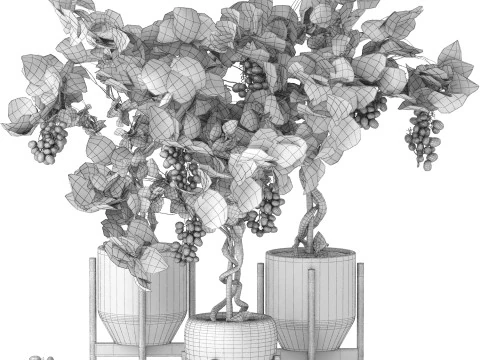 Pots of grapes trees 3D Model