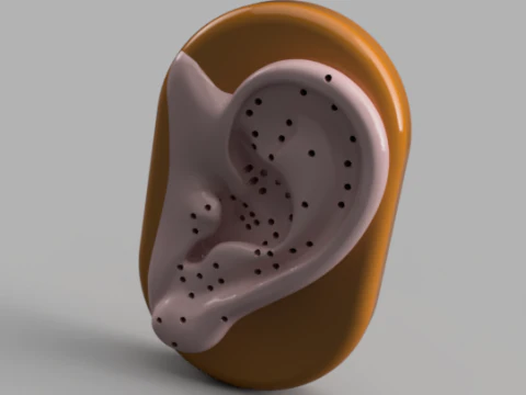 Acupuncture Ear Model 3D Print Model