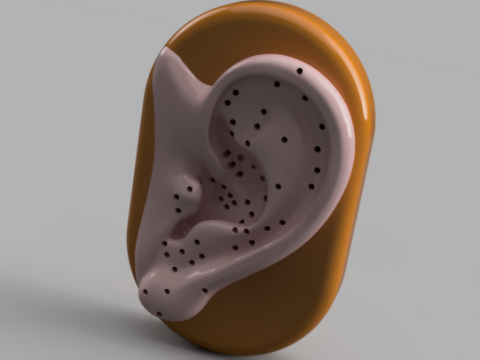 Acupuncture Ear Model Modelo de impresión 3D
