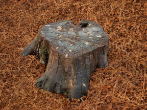 Trunk Pack Photoscanned Trunks 6 Low-poly 3D Model