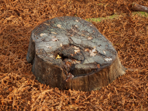 Trunk Pack Photoscanned Trunks 6 Low-poly 3D Model