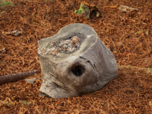 Trunk Pack Photoscanned Trunks 6 Low-poly 3D Model