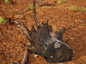 Trunk Pack Photoscanned Trunks 6 Low-poly 3D Model