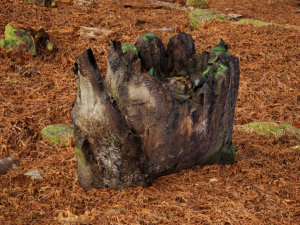 Trunk Pack Photoscanned Trunks 6 Low-poly 3D Model