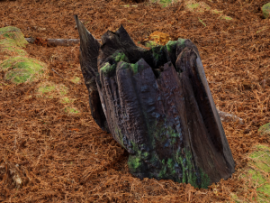 Trunk Pack Photoscanned Trunks 6 Low-poly 3D Model