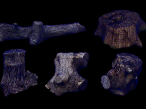 Photoscanned Trunks Tree 3D Model