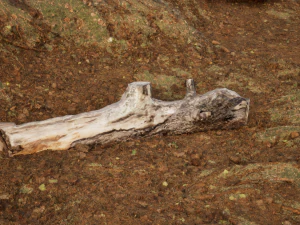Photoscanned Trunks Tree 3D Model