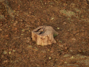 Photoscanned Trunks Tree 3D Model