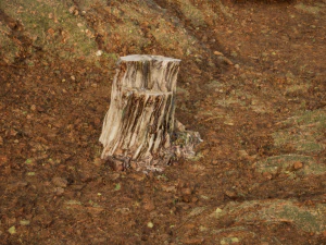 Photoscanned Trunks Tree 3D Model