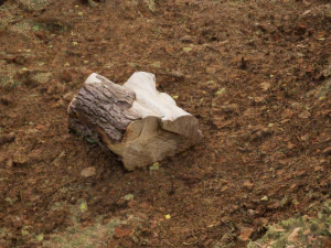 Photoscanned Trunks Tree 3D Model