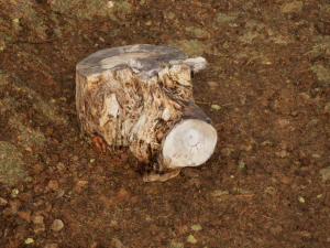 Photoscanned Trunks Tree 3D Model