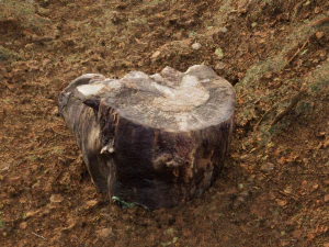 Photoscanned Trunks Tree 3D Model