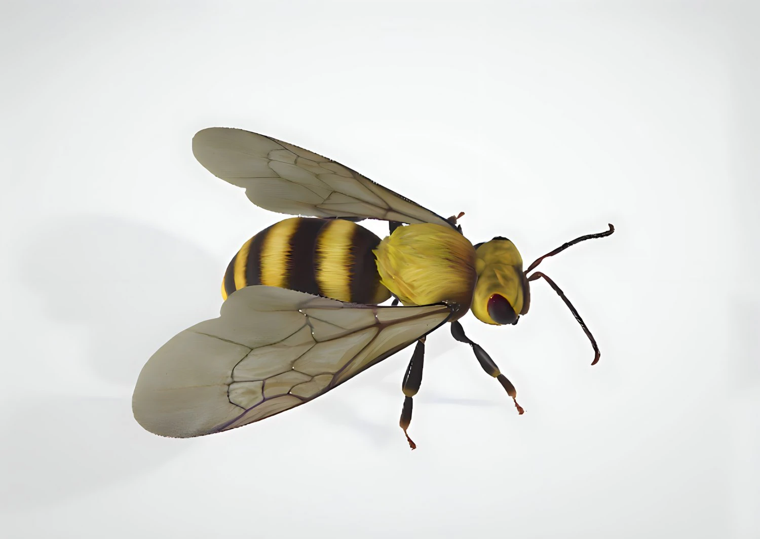 3d hiperrealistic bee 3D Model .c4d .max .obj .3ds .fbx .stl .blend