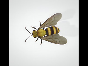 3d hiperrealistic bee 3D Model